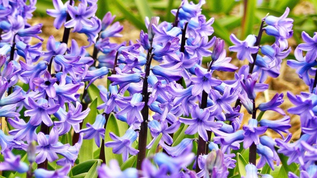 hyacinth-272492_1280